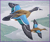 Casson Blue Winged Teal